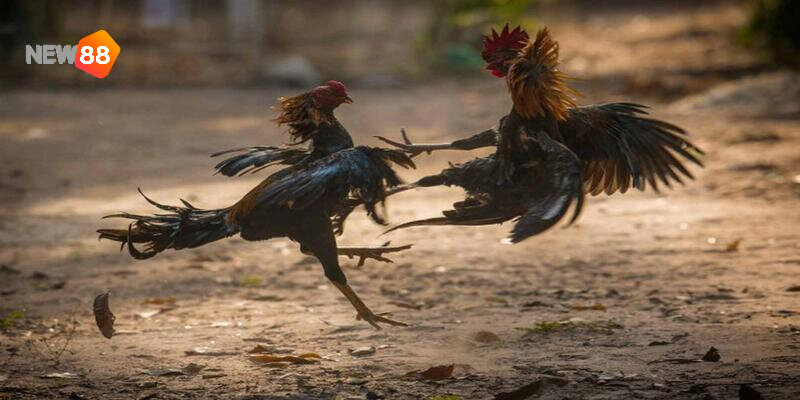 Nguồn gốc ra đời của đá gà 88